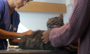 Guide: Slik hjelper du hunder og katter med allergi